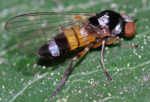 Callomyia amoena  (Platypezidae)
